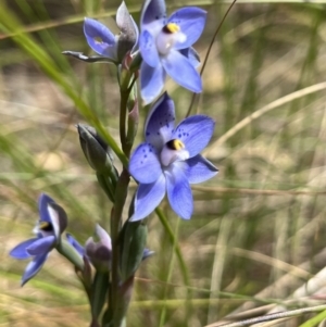 Thelymitra simulata at Cotter River, ACT - suppressed