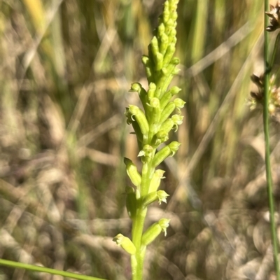 Microtis sp. (Onion Orchid) at Paddys River, ACT - 3 Dec 2022 by dgb900