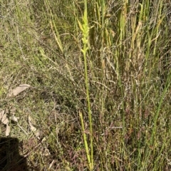 Microtis sp. at Paddys River, ACT - suppressed