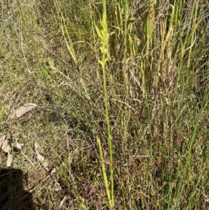 Microtis sp. at Paddys River, ACT - suppressed