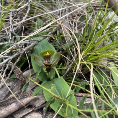 Chiloglottis valida (Large Bird Orchid) at Cotter River, ACT - 27 Nov 2022 by dgb900