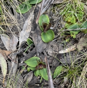 Chiloglottis valida at Cotter River, ACT - suppressed