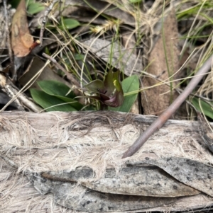 Chiloglottis valida at Cotter River, ACT - suppressed