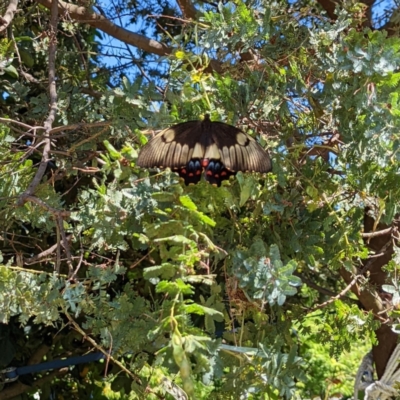 Papilio aegeus (Orchard Swallowtail, Large Citrus Butterfly) at Cook, ACT - 4 Dec 2022 by truckasauruslex