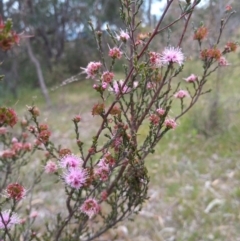 Kunzea parvifolia (Violet Kunzea) at Tuggeranong Hill - 1 Dec 2022 by michaelb