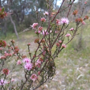 Kunzea parvifolia at Conder, ACT - 1 Dec 2022 06:24 PM