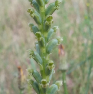 Microtis unifolia at Conder, ACT - 1 Dec 2022