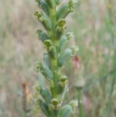 Microtis unifolia (Common Onion Orchid) at Conder, ACT - 1 Dec 2022 by michaelb