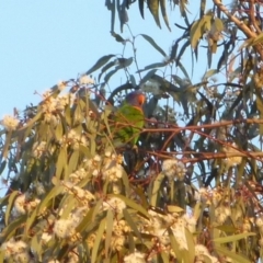 Trichoglossus moluccanus (Rainbow Lorikeet) at Gunning, NSW - 4 Dec 2022 by Sonya_Duus