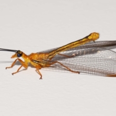 Nymphes myrmeleonoides at Wellington Point, QLD - 27 Nov 2022 by TimL