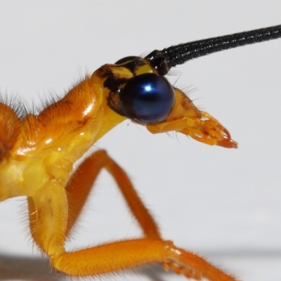 Unidentified Other Lacewing (several families) at Wellington Point, QLD - 27 Nov 2022 by TimL