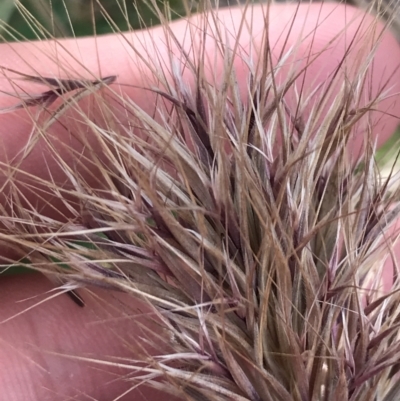 Bromus rubens (Red Brome) at Phillip, ACT - 18 Nov 2022 by Tapirlord