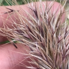 Bromus rubens at Phillip, ACT - 18 Nov 2022 04:15 PM