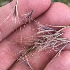 Bromus rubens at Phillip, ACT - 18 Nov 2022 04:15 PM