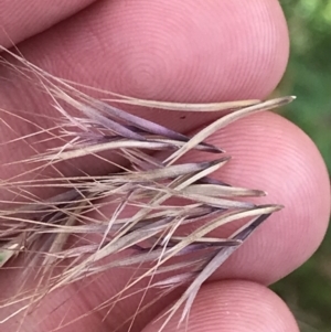 Bromus rubens at Phillip, ACT - 18 Nov 2022