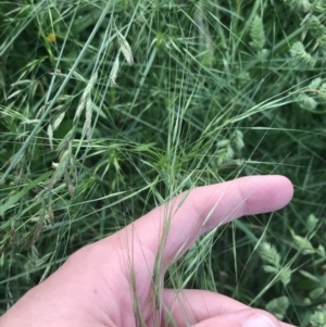 Austrostipa bigeniculata at Phillip, ACT - 16 Nov 2022