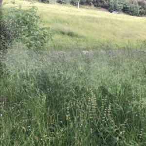 Austrostipa bigeniculata at Phillip, ACT - 16 Nov 2022