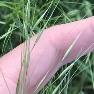 Austrostipa bigeniculata at Phillip, ACT - 16 Nov 2022