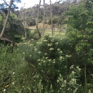 Cassinia longifolia at Phillip, ACT - 16 Nov 2022 06:04 PM