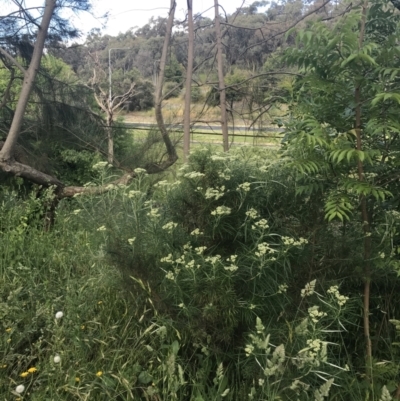 Cassinia longifolia (Shiny Cassinia, Cauliflower Bush) at Phillip, ACT - 16 Nov 2022 by Tapirlord