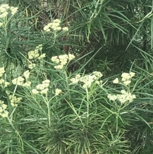 Cassinia longifolia at Phillip, ACT - 16 Nov 2022 06:04 PM