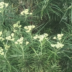 Cassinia longifolia at Phillip, ACT - 16 Nov 2022