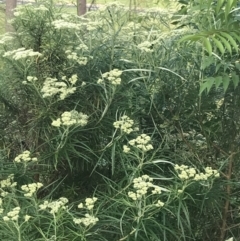 Cassinia longifolia at Phillip, ACT - 16 Nov 2022 06:04 PM