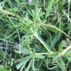 Geranium retrorsum at Phillip, ACT - 16 Nov 2022 06:03 PM