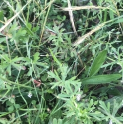 Geranium retrorsum at Phillip, ACT - 16 Nov 2022 06:03 PM