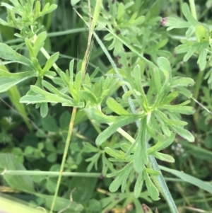 Geranium retrorsum at Phillip, ACT - 16 Nov 2022 06:03 PM