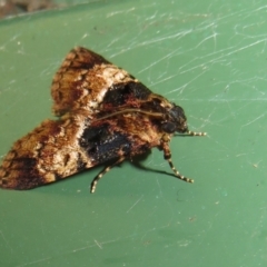 Orthaga thyrisalis (Teatree Web Moth) at Flynn, ACT - 4 Dec 2022 by Christine