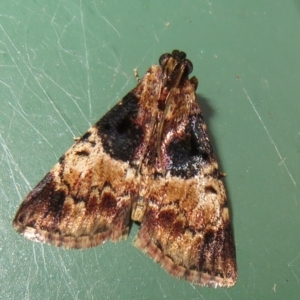 Orthaga thyrisalis at Flynn, ACT - 4 Dec 2022 06:28 PM