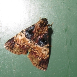 Orthaga thyrisalis at Flynn, ACT - 4 Dec 2022 06:28 PM