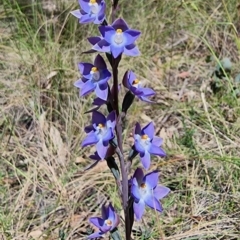 Thelymitra nuda (Scented Sun Orchid) at Captains Flat, NSW - 4 Dec 2022 by Csteele4