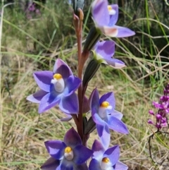 Thelymitra nuda at Captains Flat, NSW - 4 Dec 2022