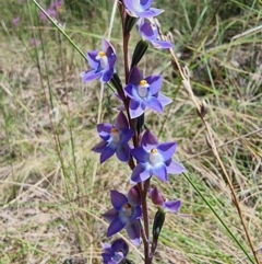 Thelymitra nuda at Captains Flat, NSW - 4 Dec 2022