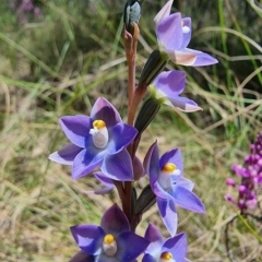 Thelymitra nuda at Captains Flat, NSW - 4 Dec 2022