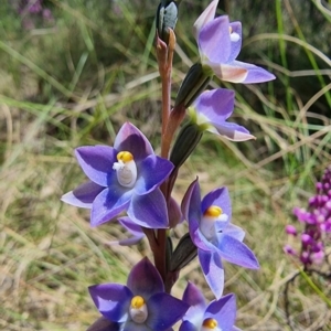 Thelymitra nuda at Captains Flat, NSW - 4 Dec 2022