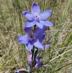 Thelymitra ixioides (Dotted Sun Orchid) at Captains Flat, NSW - 4 Dec 2022 by Csteele4