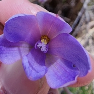 Thelymitra juncifolia at Captains Flat, NSW - suppressed