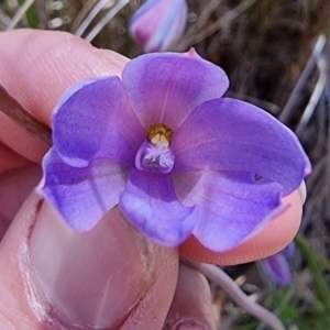 Thelymitra juncifolia at Captains Flat, NSW - suppressed