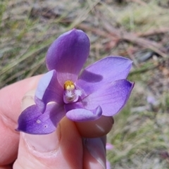 Thelymitra juncifolia at Captains Flat, NSW - 22 Nov 2022