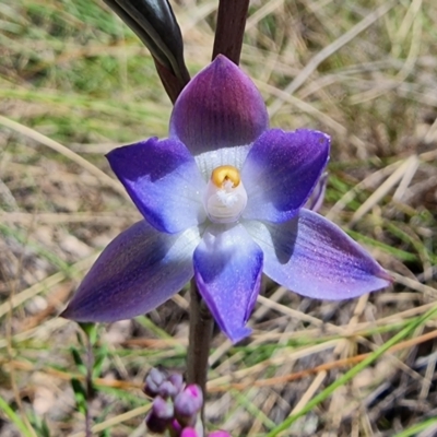 Thelymitra nuda (Scented Sun Orchid) at Captains Flat, NSW - 4 Dec 2022 by Csteele4