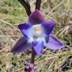 Thelymitra nuda (Scented Sun Orchid) at Captains Flat, NSW - 4 Dec 2022 by Csteele4