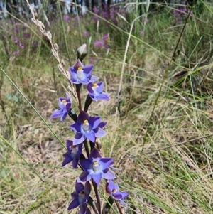 Thelymitra nuda at Captains Flat, NSW - suppressed