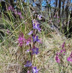 Thelymitra nuda at Captains Flat, NSW - suppressed