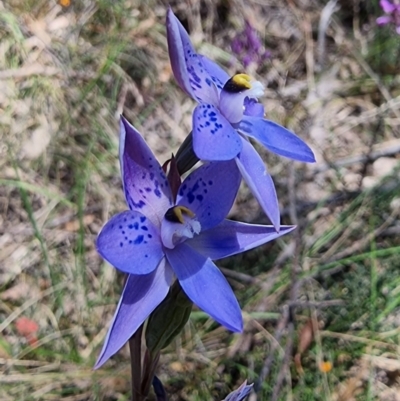 Thelymitra simulata (Graceful Sun-orchid) at Captains Flat, NSW - 4 Dec 2022 by Csteele4