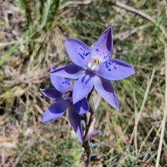 Thelymitra simulata at Captains Flat, NSW - suppressed