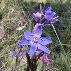 Thelymitra simulata at Captains Flat, NSW - suppressed