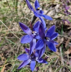 Thelymitra simulata at Captains Flat, NSW - suppressed